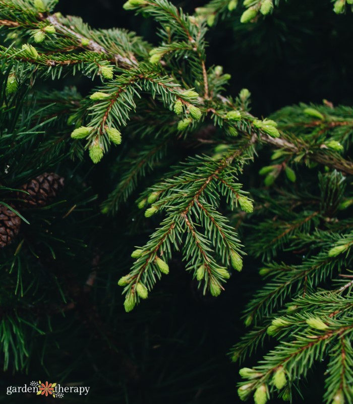 identifying pine needles