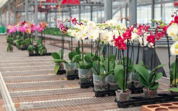 Row of orchids blooming