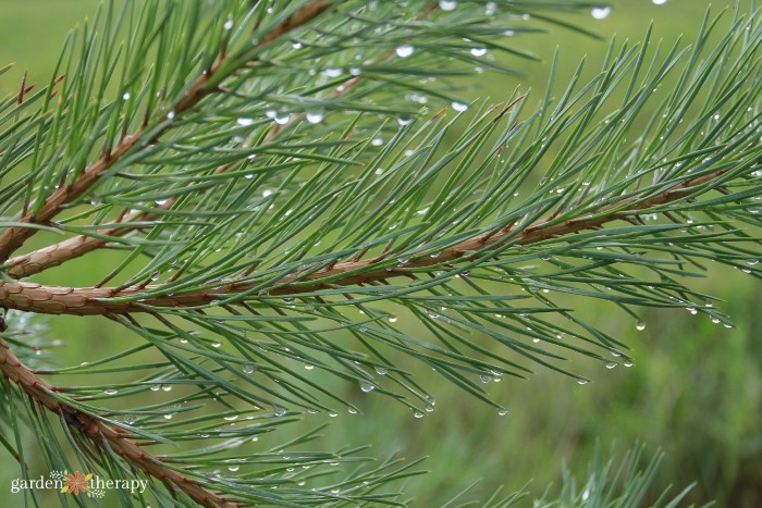 close up of pine needles for types of Christmas trees