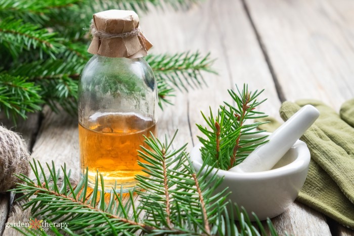 Pine essential oil with fresh pine needles around it 