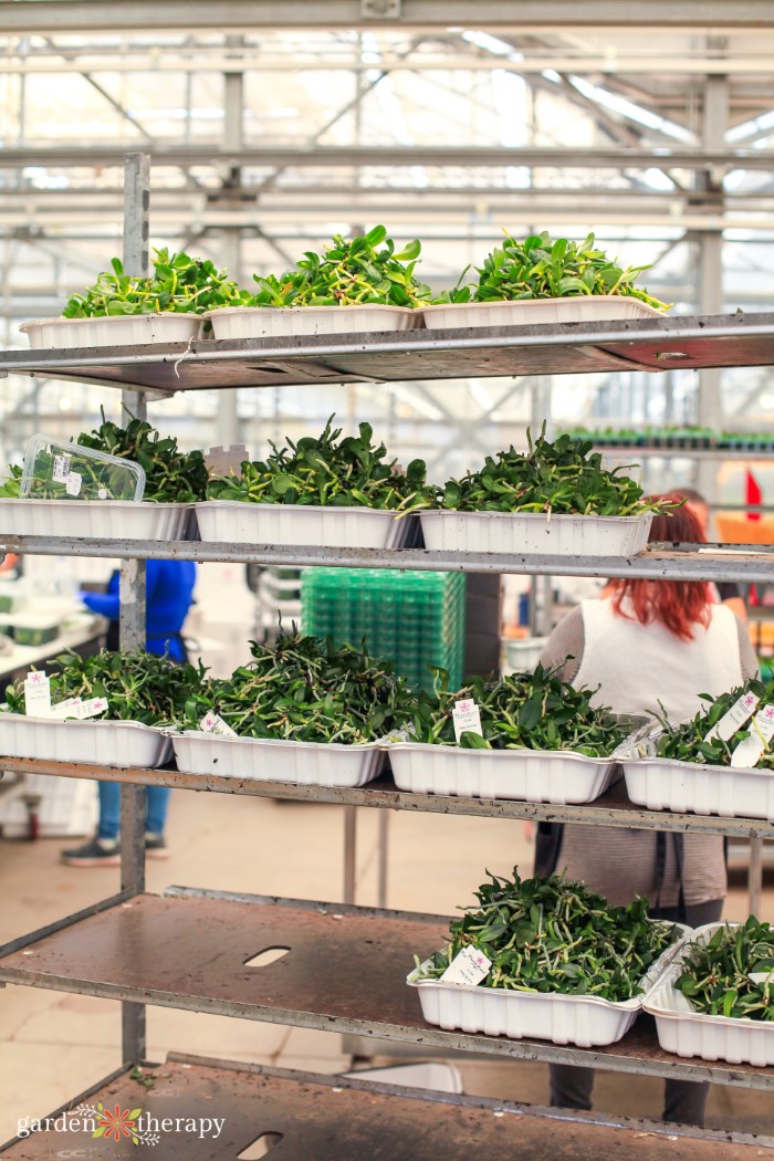 Orchids being propagated at the factory