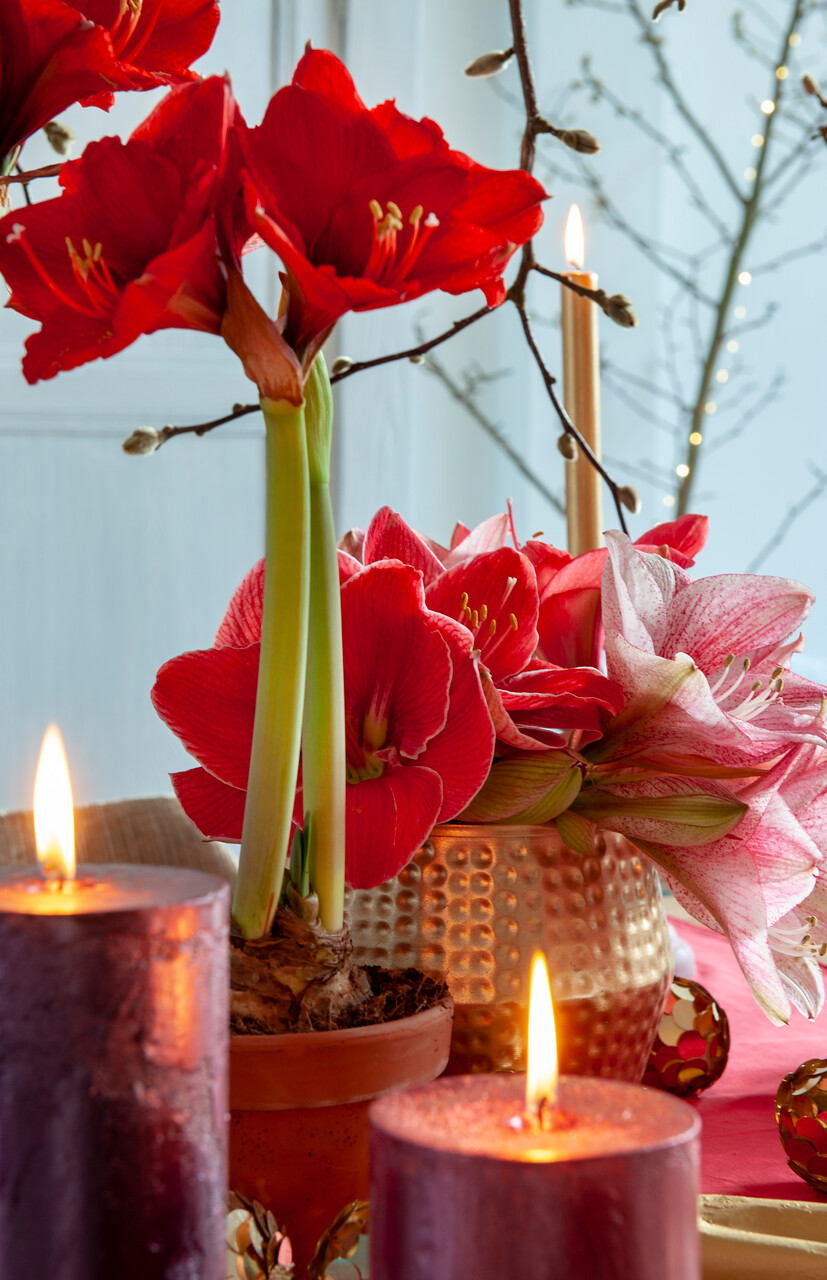 red lion amaryllis next to candle