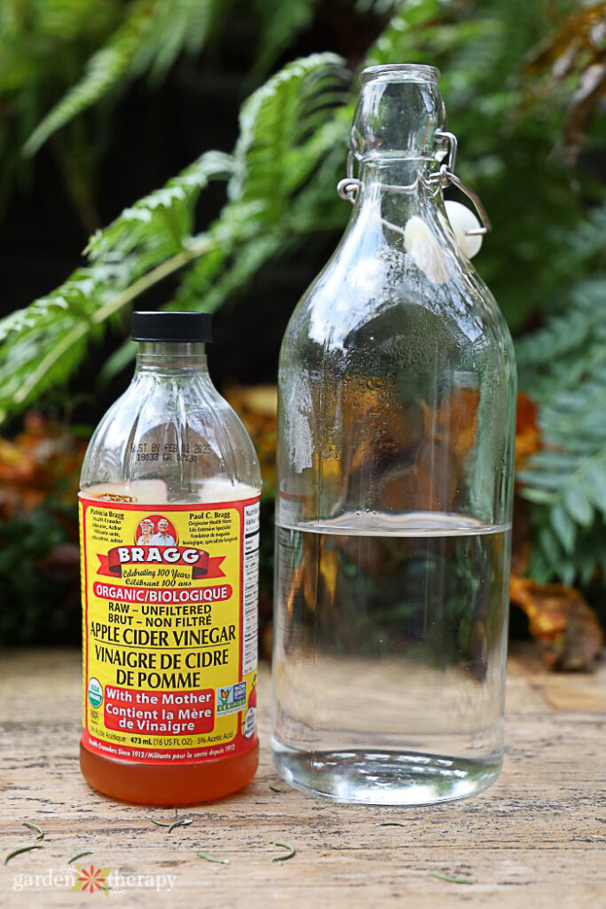 does vinegar kill weeds with apple cider vinegar and white vinegar