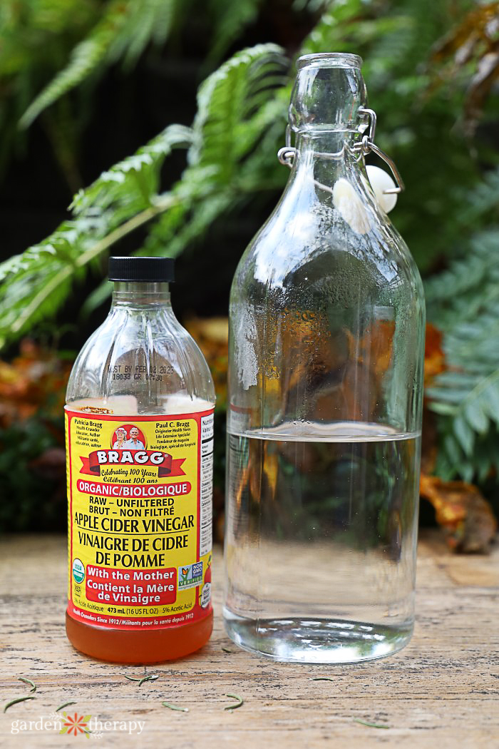 apple cider vinegar next to a bottle of water