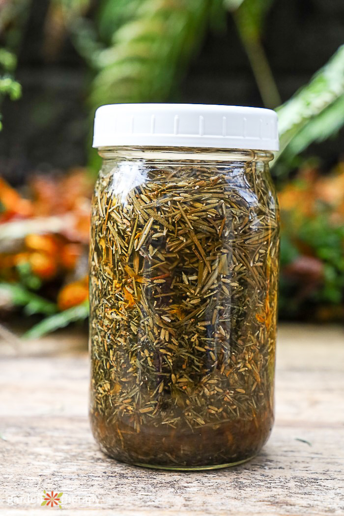 Jar of herbs infusing in apple cider vinegar to make a ACV hair rinse