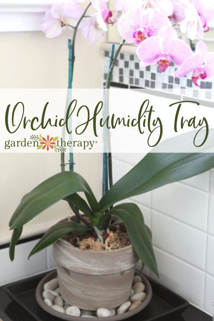 Potted orchid sitting in a DIY orchid humidity tray