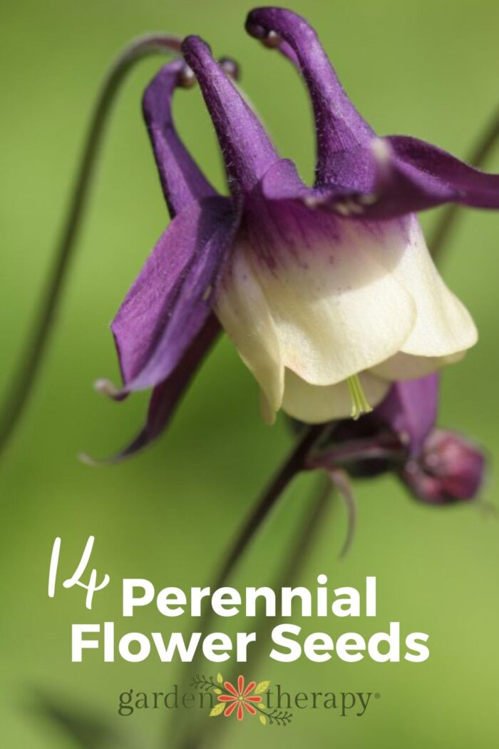 Close up shot of columbine spring perennial