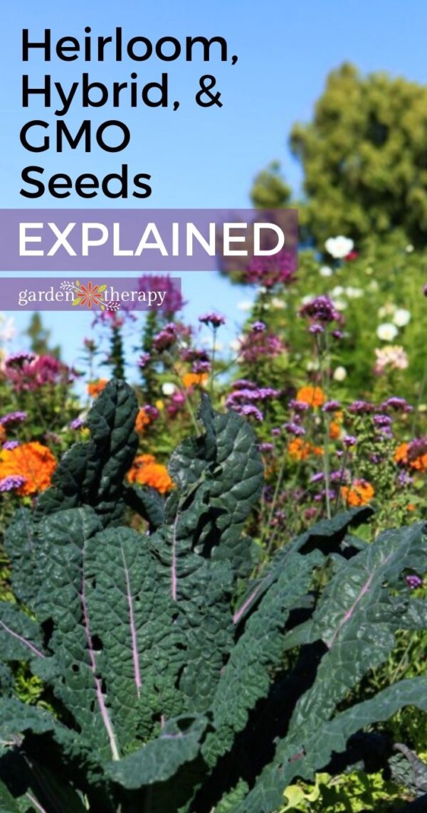 Hybrid, GMO, or Heirloom Seeds Here's What You Need to Know Garden