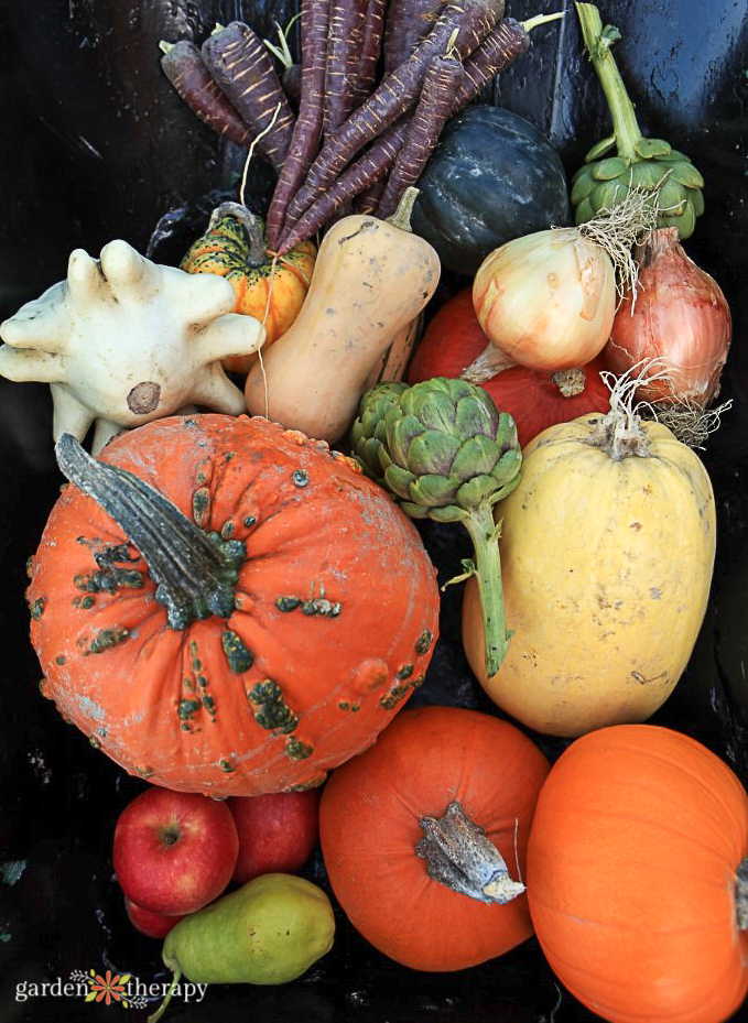 Heirloom Vegetables in a barrow