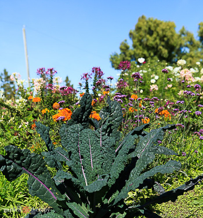 Kale and Herbs in the sky