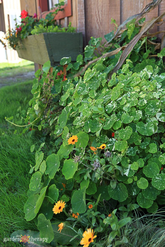 Nasturtium and flowers on a barn wall