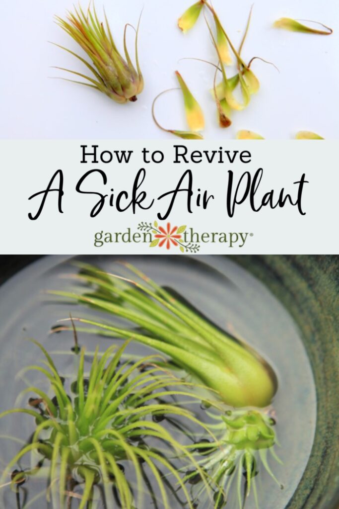 How to Revive a Sick Air Plant Garden Therapy