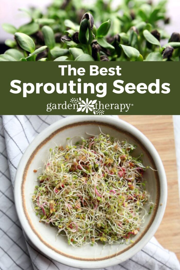 Sprouting sunflower sprouts along with a bowl of homegrown mustard sprouts.