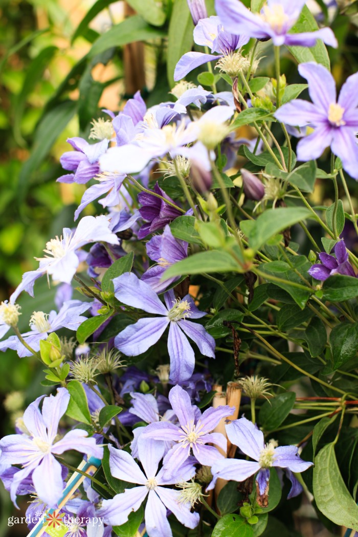 small-flowering clematis flowers