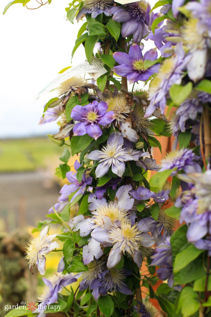 pale purple clematis flowers