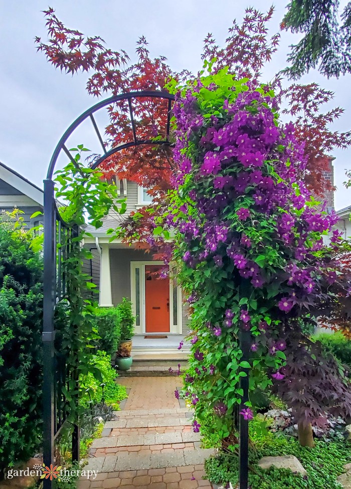 clematis vine entrance