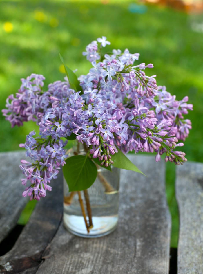 cut lilacs in a vase