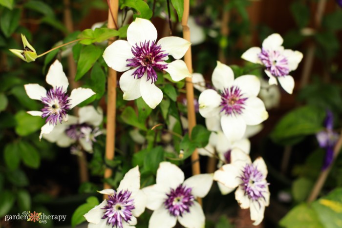 white and purple clematis flowers