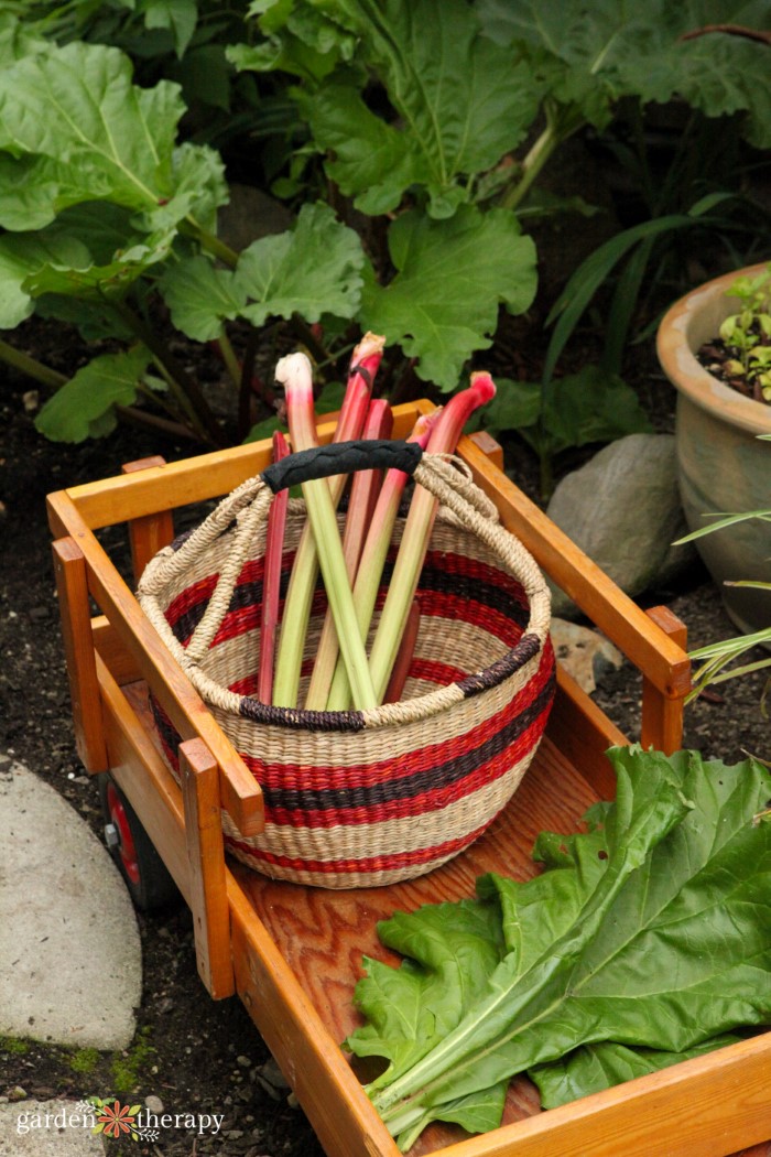 harvesting rhubarb in a basket