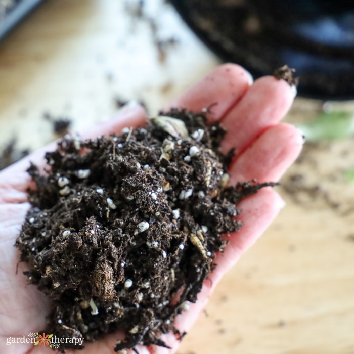 houseplant potting soil in hand