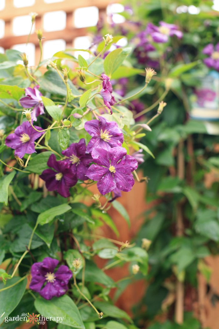 purple clematis flowers growing by fence