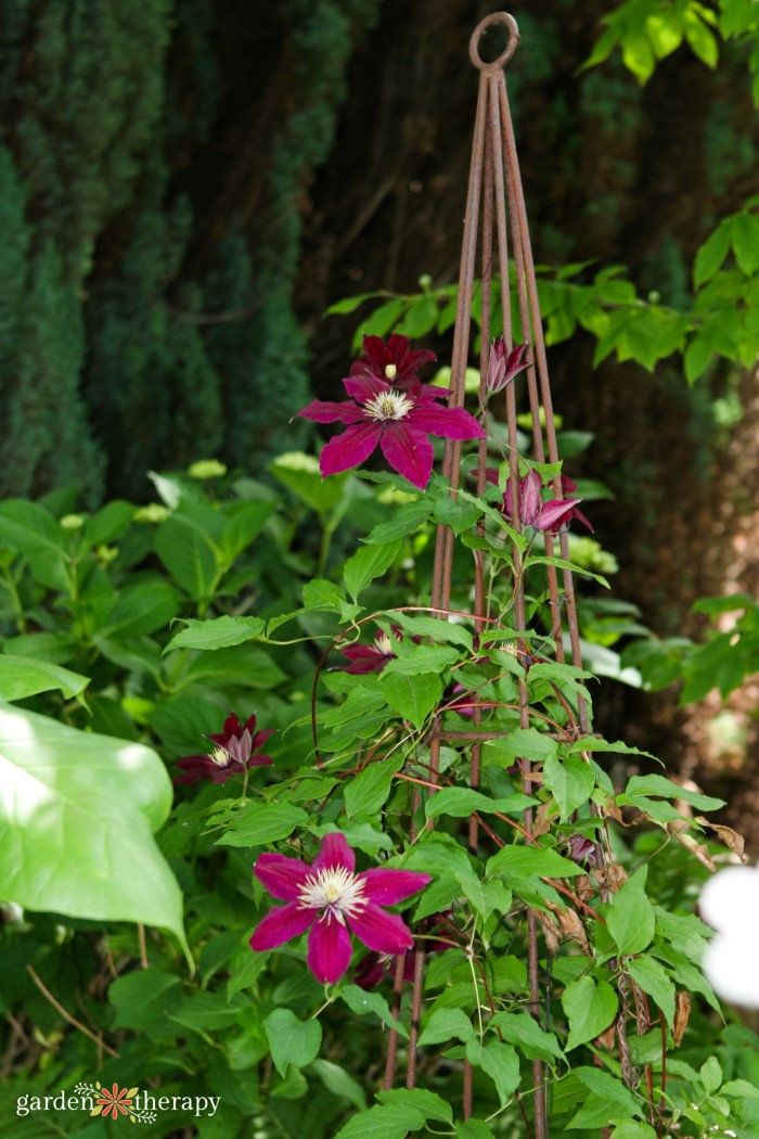 clematis vine with stake