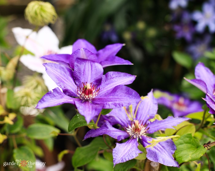 purple clematis flowers