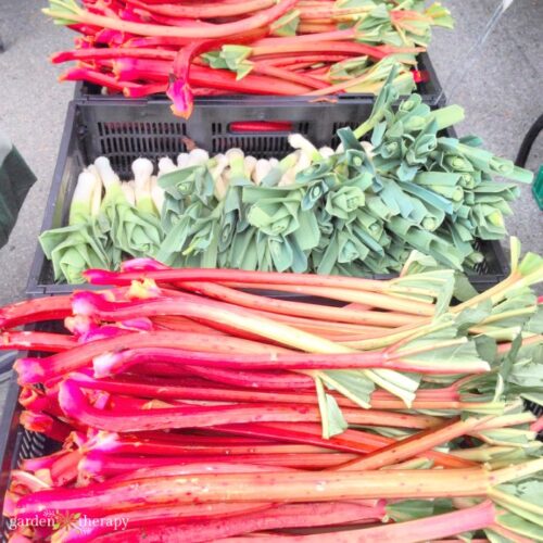 How To Harvest Rhubarb NEVER Cut It Garden Therapy   Spotted Rhubarb And Leeks At The Farmers Market 500x500 