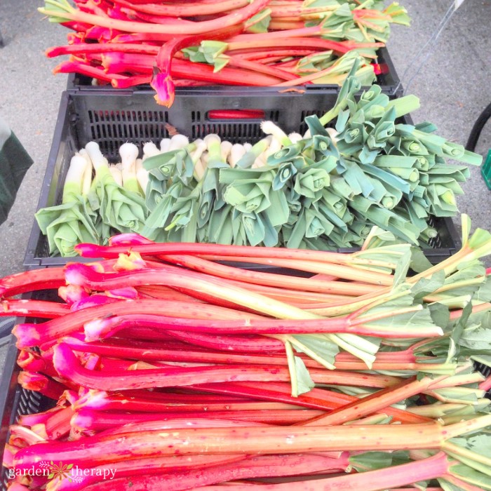 harvested rhubarb and leeks