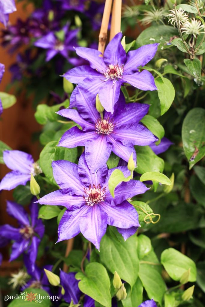 large-flowering purple clematis flowers