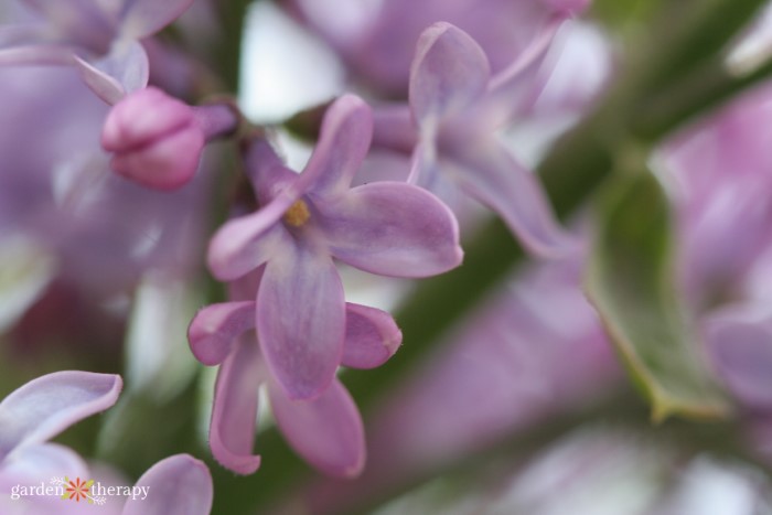 closeup of lilac bloom