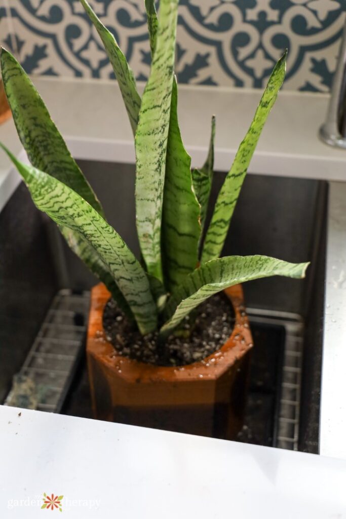 watering mother in laws tongue plant in sink