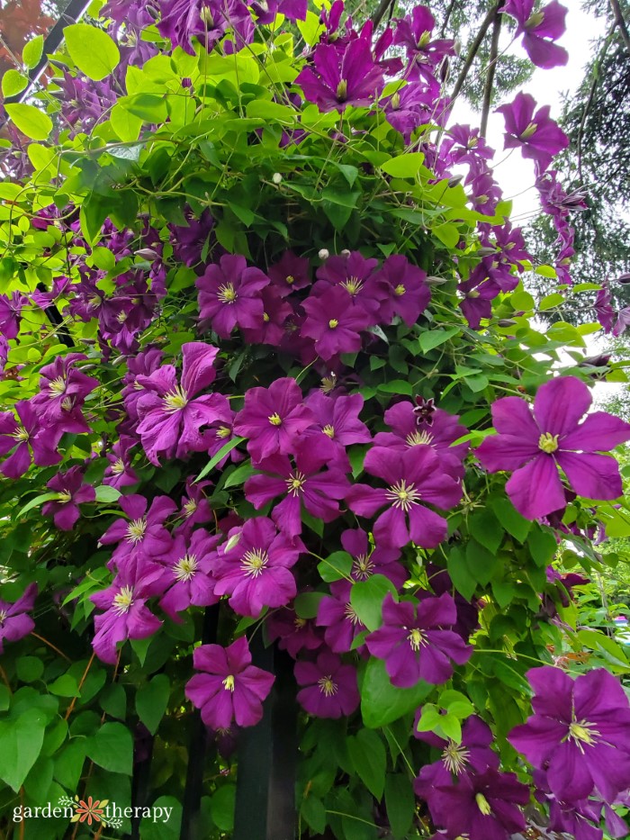 purple flowering clematis