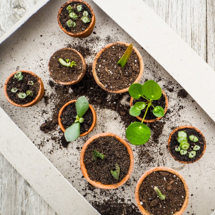 leaf cuttings in terracotta pots