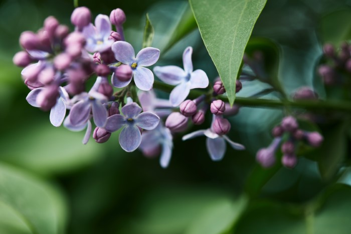 lilac buds ready to bloom