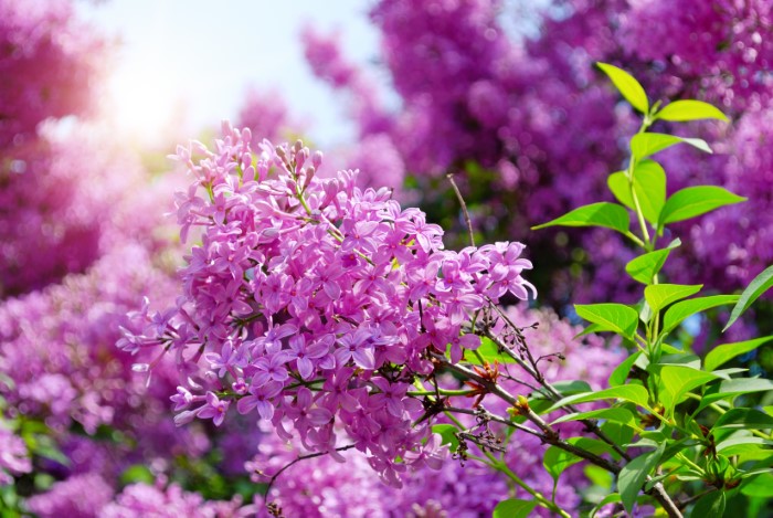 lilac flowers with green leaves