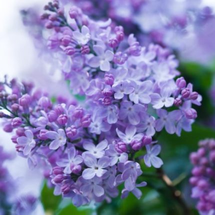 lilac flower clusters