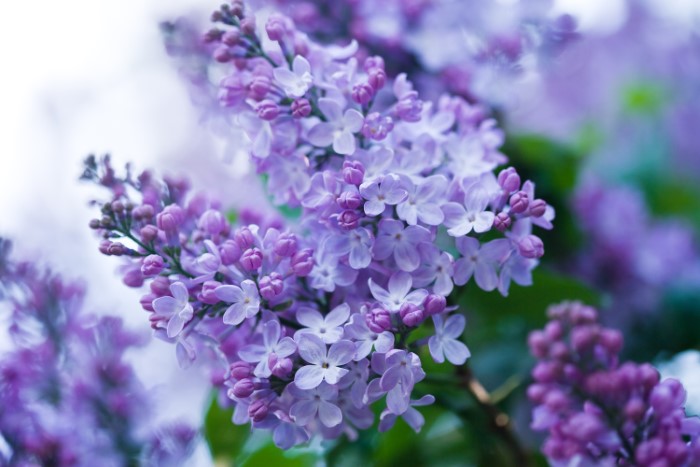 Lilac Blossoms