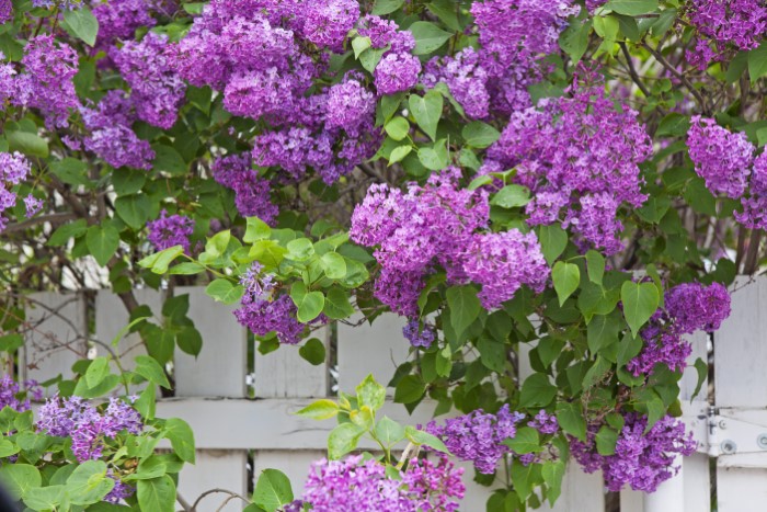 purple lilac shrub growing alongside fence