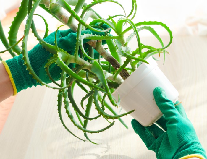 overgrown plant in pot