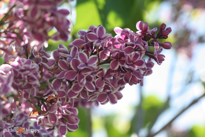 purple lilac flowers with white border