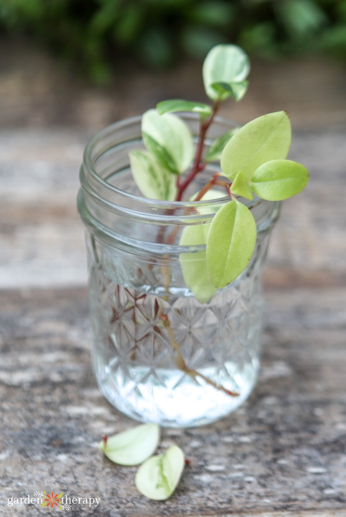 variegated plant growing in water