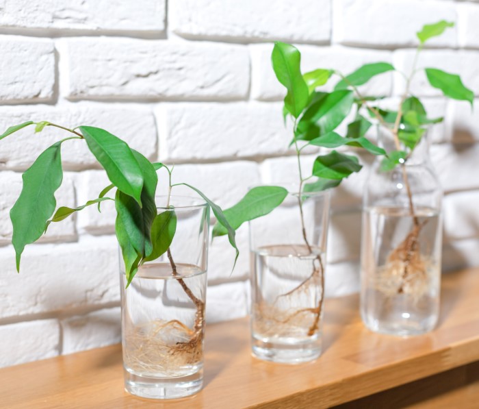 ficus cuttings in glasses of water