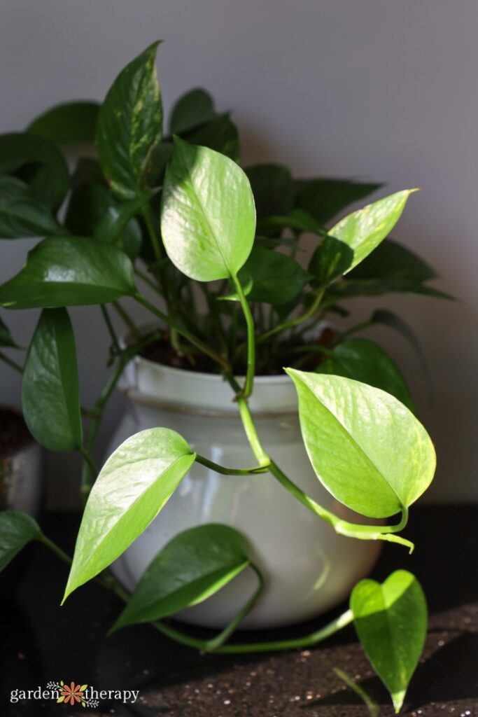 pothos houseplant in half light and half shade
