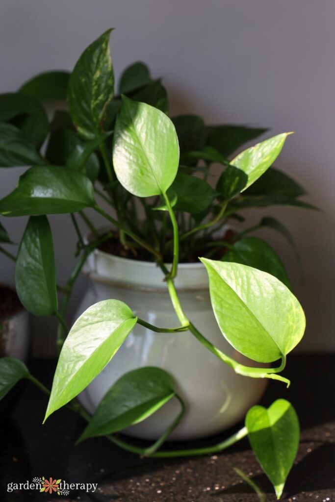 Planta de interior Pothos en semisombra y semisombra.