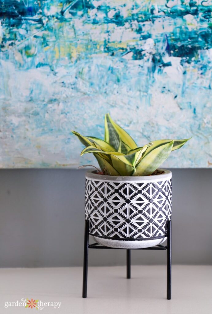 short snake plant in a black and white pot