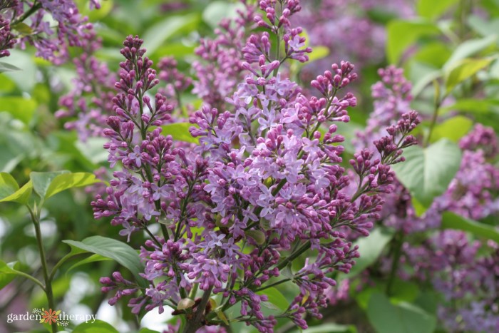 purple lilac blossoms