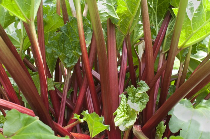 red rhubarb stalks with green leaves