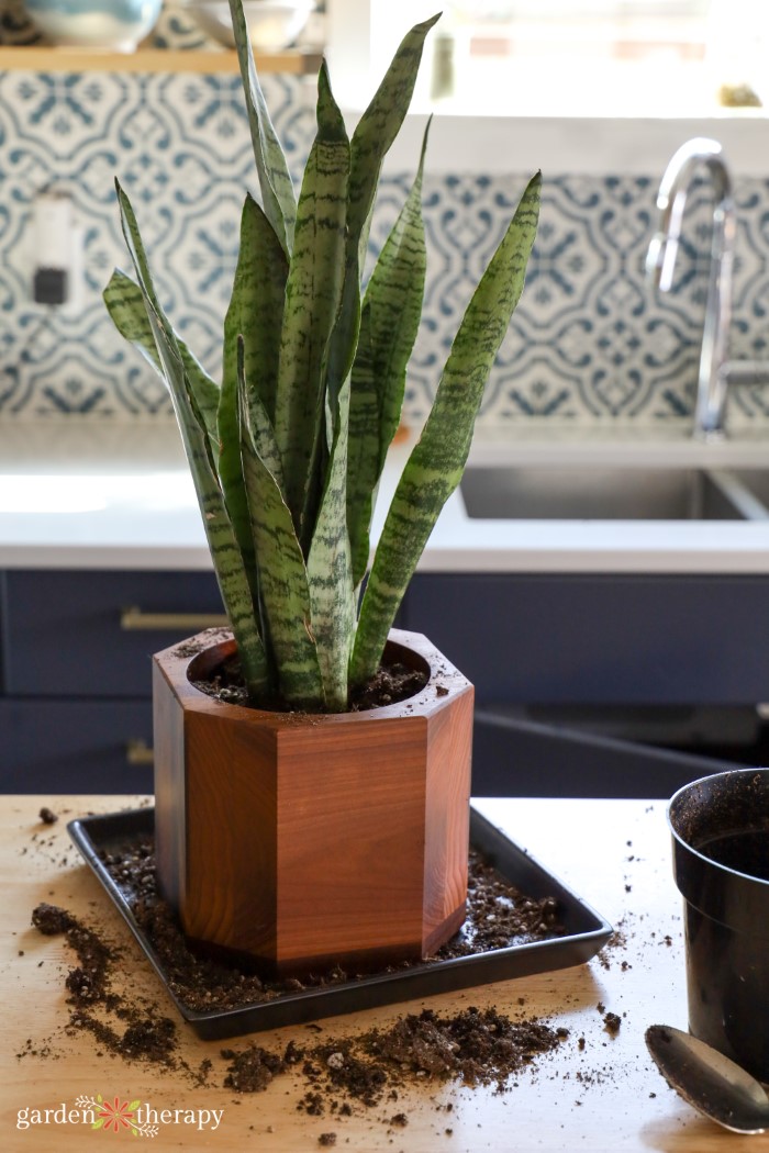 snake plant with potting soil