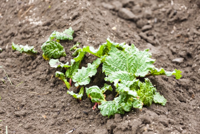 rhubarb seedlings growing